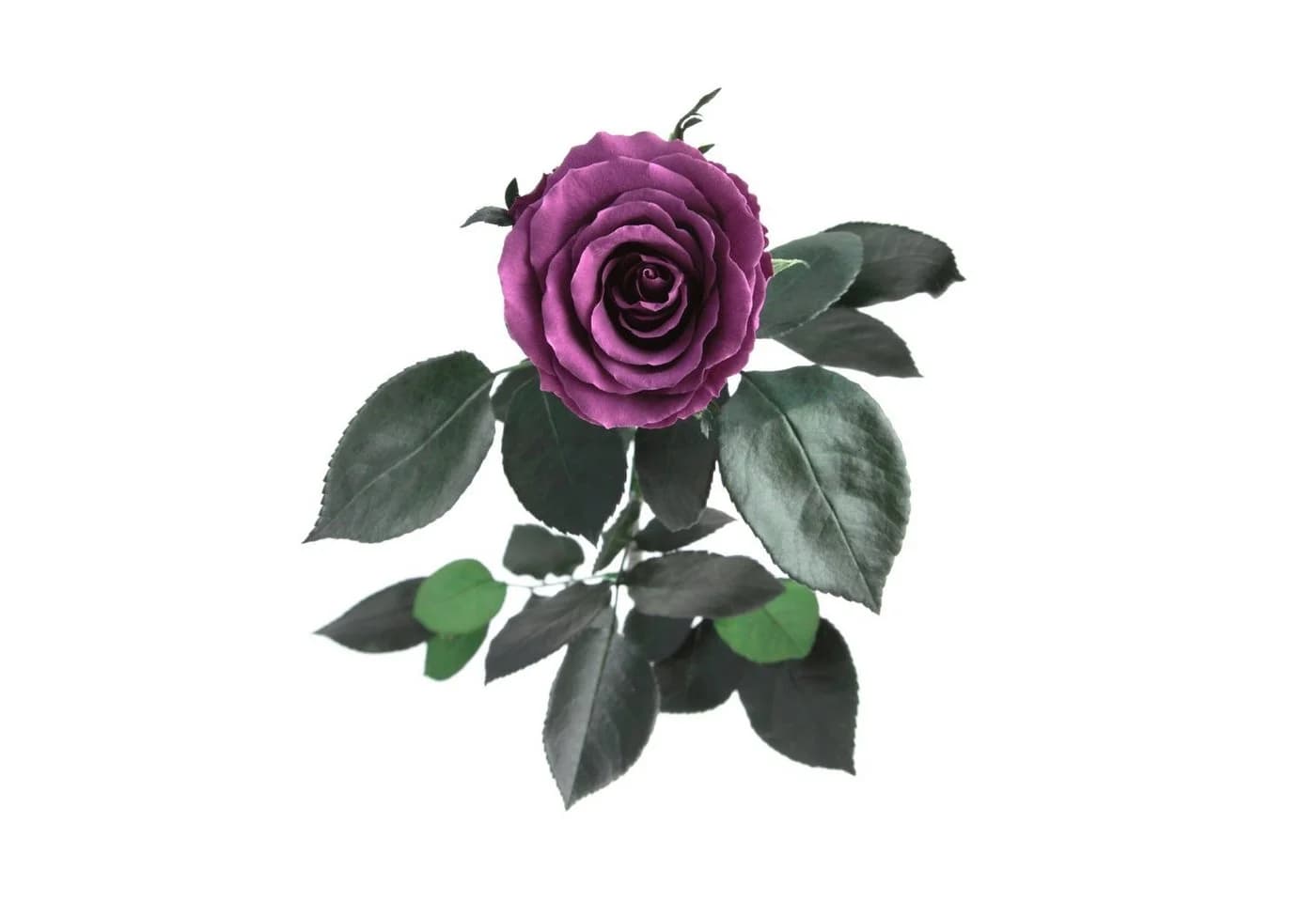 ROSEMARIE SCHULZ Heidelberg Konservierte Rose Infinity Rose Rosa - Bild 4