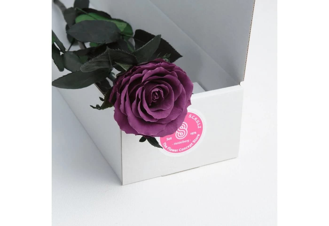 ROSEMARIE SCHULZ Heidelberg Konservierte Rose Infinity Rose Rosa - Bild 5