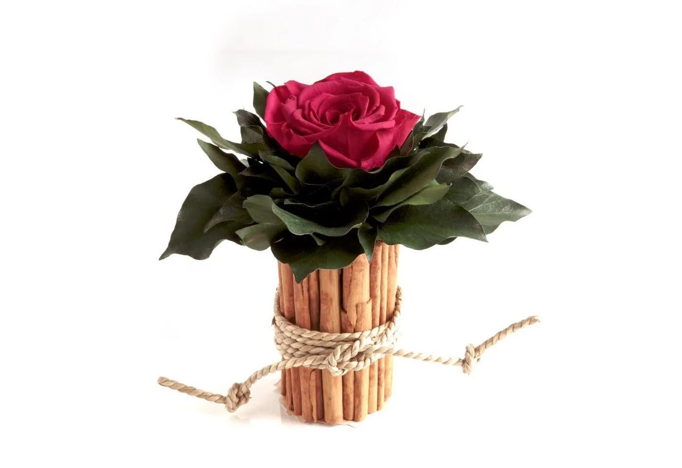 ROSEMARIE SCHULZ Heidelberg Infinity Rose in Zimtbecher Rosa
