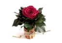 ROSEMARIE SCHULZ Heidelberg Infinity Rose in Zimtbecher Rosa Bild 3