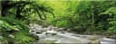 artissimo Glasbild Wald mit Bachlauf Grün 80x30 cm Bild 2