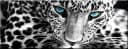 artissimo Glasbild Leopard Schwarz-Weiß 80x30cm Bild 2