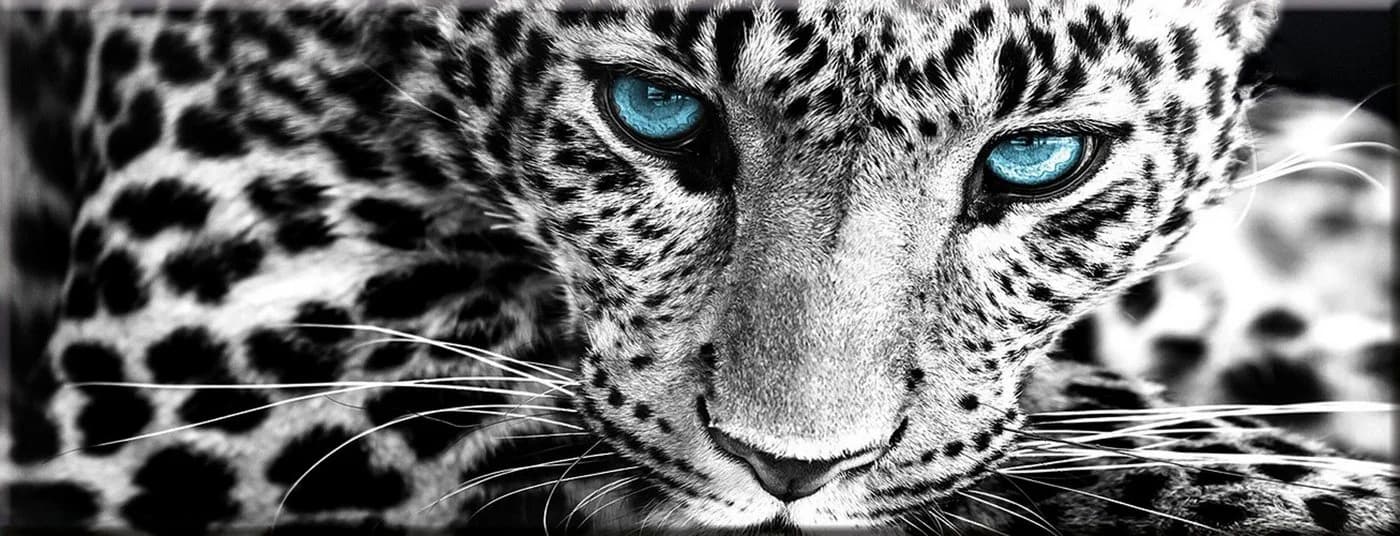 artissimo Glasbild Leopard Schwarz-Weiß 80x30cm - Bild 2