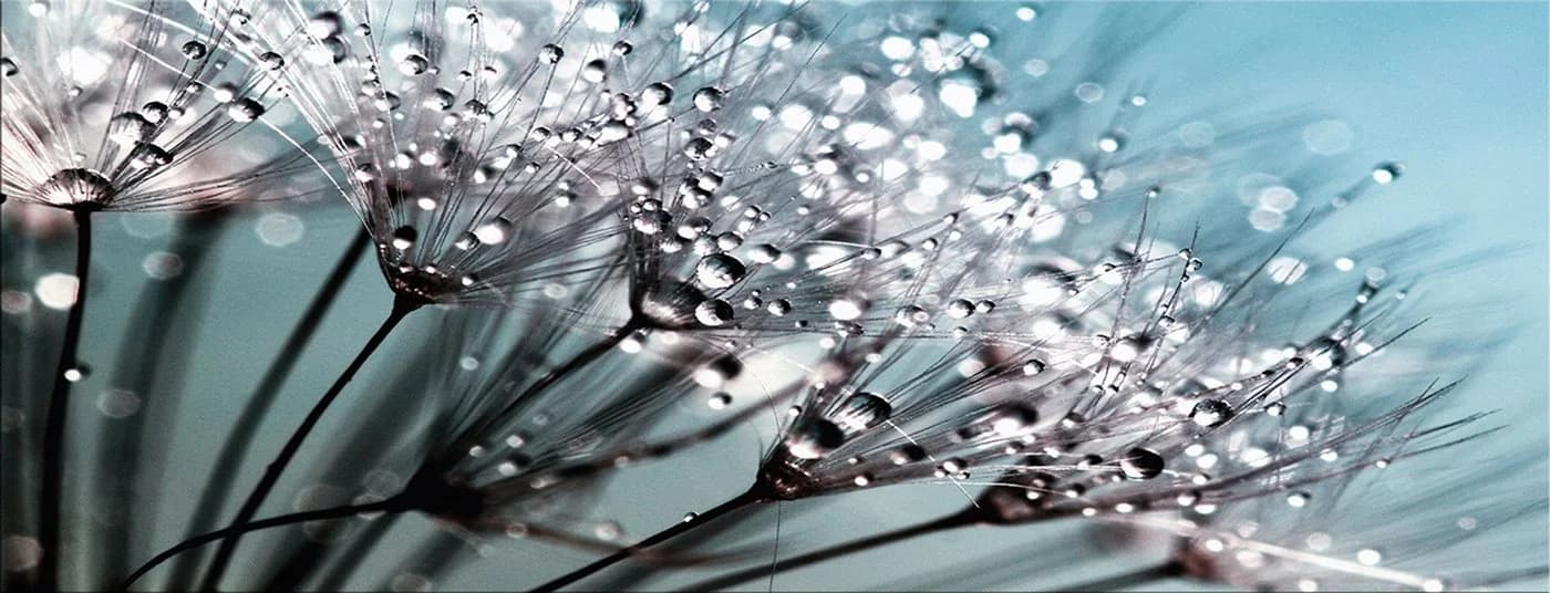 artissimo Glasbild Pusteblume Türkis 80x30 cm - Bild 2