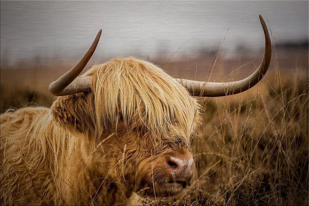 Alu-Dibond BULL BOUQUET Wandbild Braun