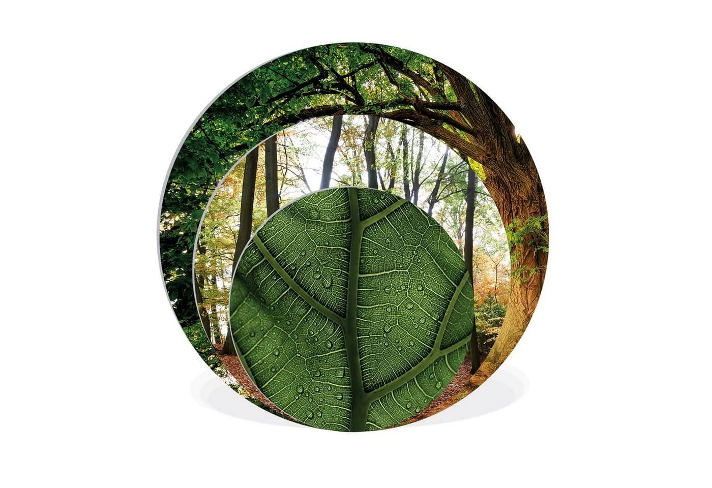 artissimo 3-teiliges runde Wandbilder Set Naturmotive grün beige - Bild 4