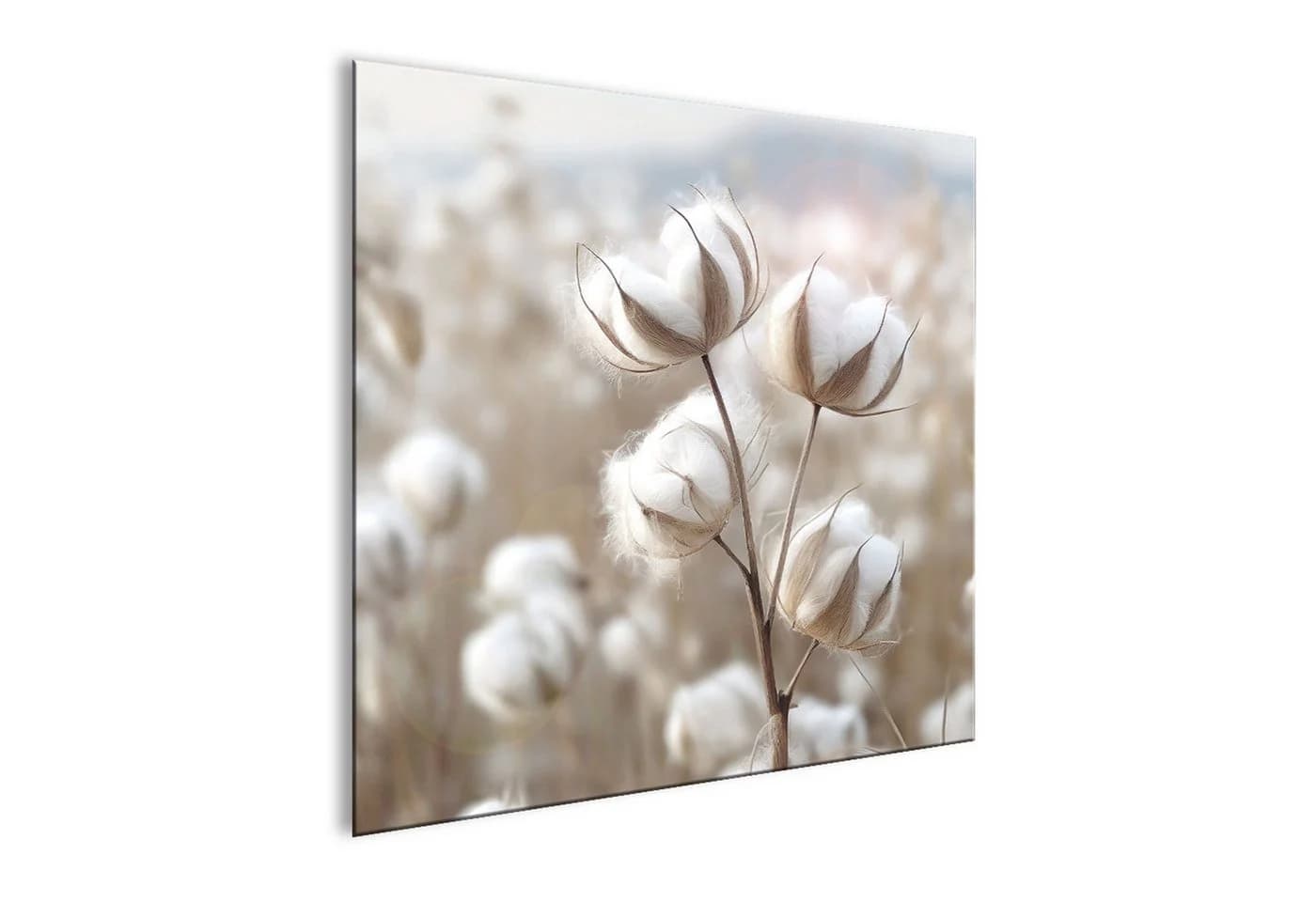 artissimo Glasbild 30x30 cm Zarte Baumwollzweige