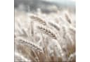 artissimo Glasbild 30x30 cm Natur Getreideähren Beige Bild 2