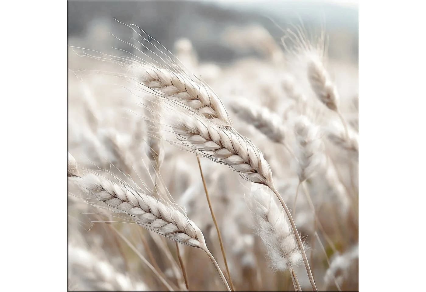 artissimo Glasbild 30x30 cm Natur Getreideähren Beige - Bild 2