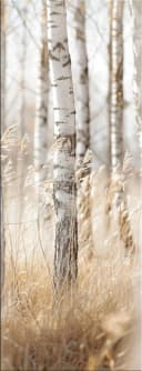 artissimo Glasbild Birkenwald 30x80 cm Weiß Beige Bild 2