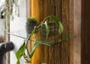 Massivmoebel24 Wandregal BARK, 1-tlg., Akazie 45x30x145 natur lackiert Bild 5