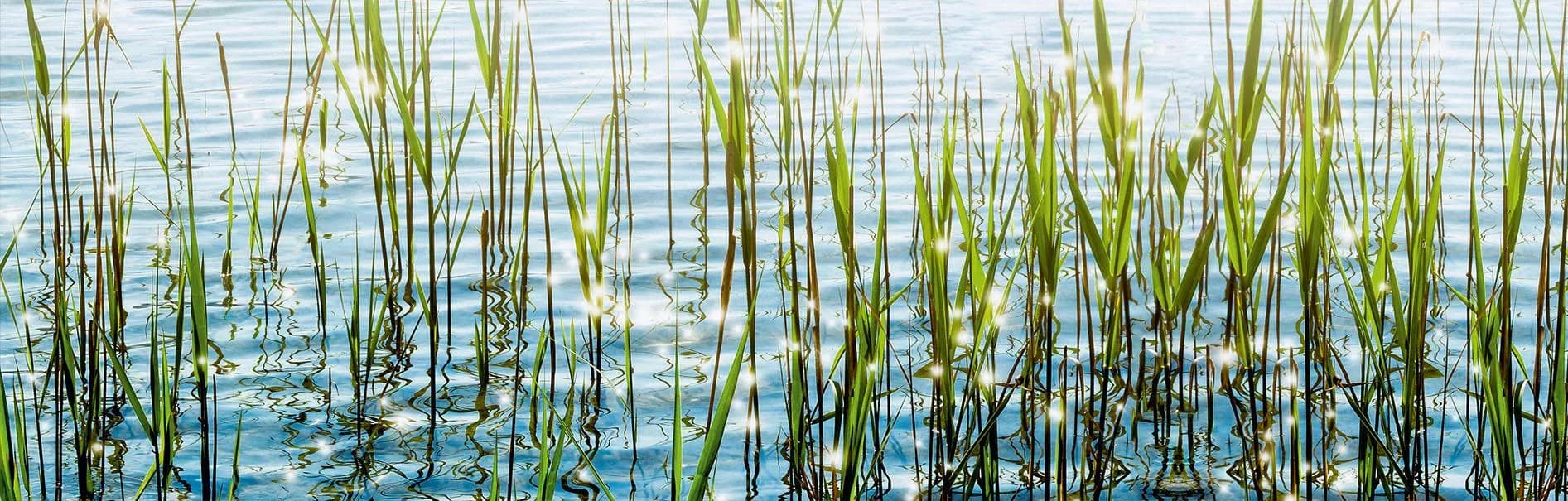 Küchenrückwand EXPRESS KÜCHEN Seegras Bunt