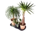 ONDIS24 Schuhabtropfschale Set 3-tlg. Kunststoff Universalablage Bild 5