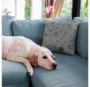 novely® Stoff OXFORD 330D Knochen Pfoten Black Meliert Outdoor Bild 4