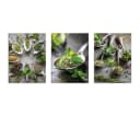 artissimo 3er-Bilderset Wandbilder grün Kräuter auf Löffeln Bild 5