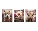 artissimo Mehrteilige Bilder Bilderset 3er-Set Wandbilder-Set Tiere Alpaka und Hochlandrind Bild 5