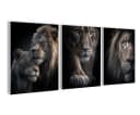 artissimo 3er-Bilderset Löwenportraits Schwarz Braun Grau Forex Bild 2