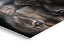 artissimo 3er-Bilderset Löwenportraits Schwarz Braun Grau Forex Bild 4