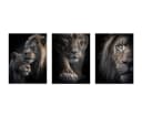 artissimo 3er-Bilderset Löwenportraits Schwarz Braun Grau Forex Bild 5