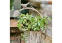Mirabeau Übertopf Laria antikcreme Shabby-Chic Eisen Bild 3