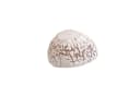 Deko AS Dekoschale Kokosnuss Tropical White halbiert Bild 1