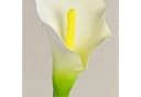 artplants Kunstblume Calla Weiß 70cm Bild 3