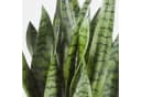 artplants Sansevieria Kunstpflanze Grün Getopft 80cm Bild 1