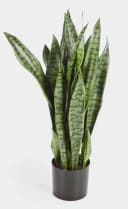 artplants Sansevieria Kunstpflanze Grün Getopft 80cm Bild 2