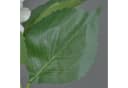 artplants Kunstblume Hortensie Creme 50cm Bild 5