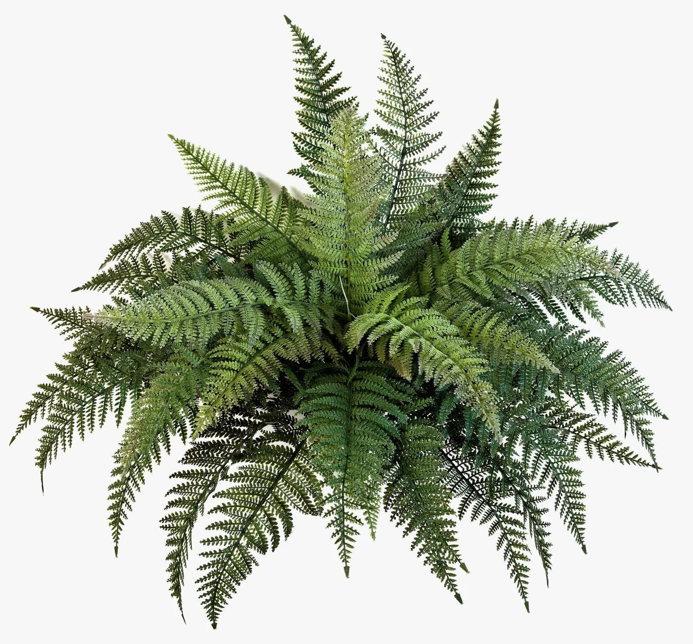 artplants Künstliche Zimmerpflanze Königsfarn Aaron Grün - Bild 2