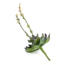 artplants Kunstpflanze Aeonium auf Steckstab rosa 30cm Bild 1