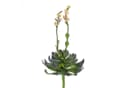 artplants Kunstpflanze Aeonium auf Steckstab rosa 30cm Bild 2