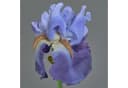 artplants Kunstblume Iris Deluxe Blau 70cm Bild 1