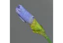 artplants Kunstblume Iris Deluxe Blau 70cm Bild 3