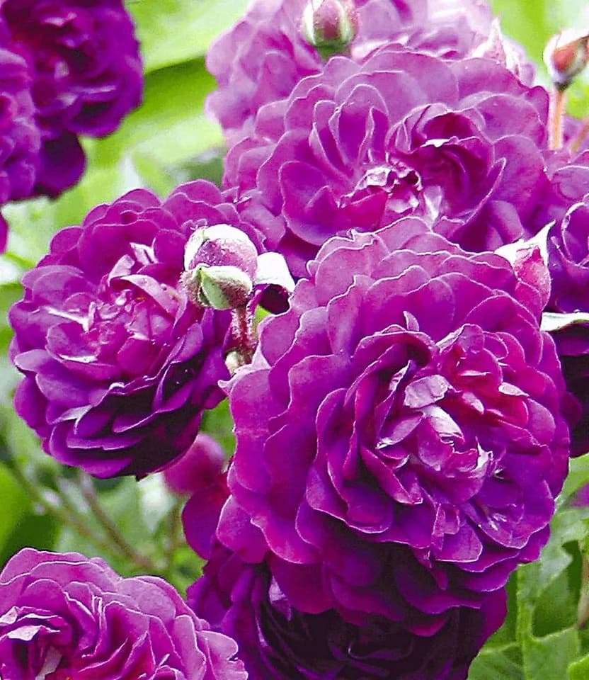 BALDUR Garten Rose Rambler-Rose 'Bleu Magenta' Kletterrose