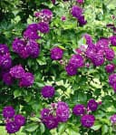 BALDUR Garten Rose Rambler-Rose 'Bleu Magenta' Kletterrose Bild 2