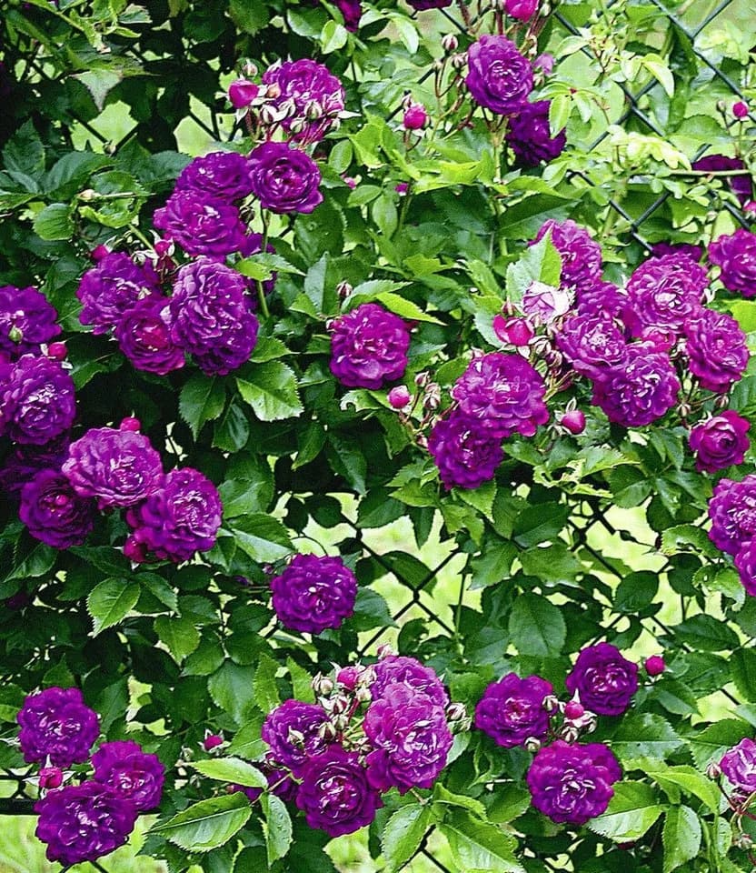 BALDUR Garten Rose Rambler-Rose 'Bleu Magenta' Kletterrose - Bild 2