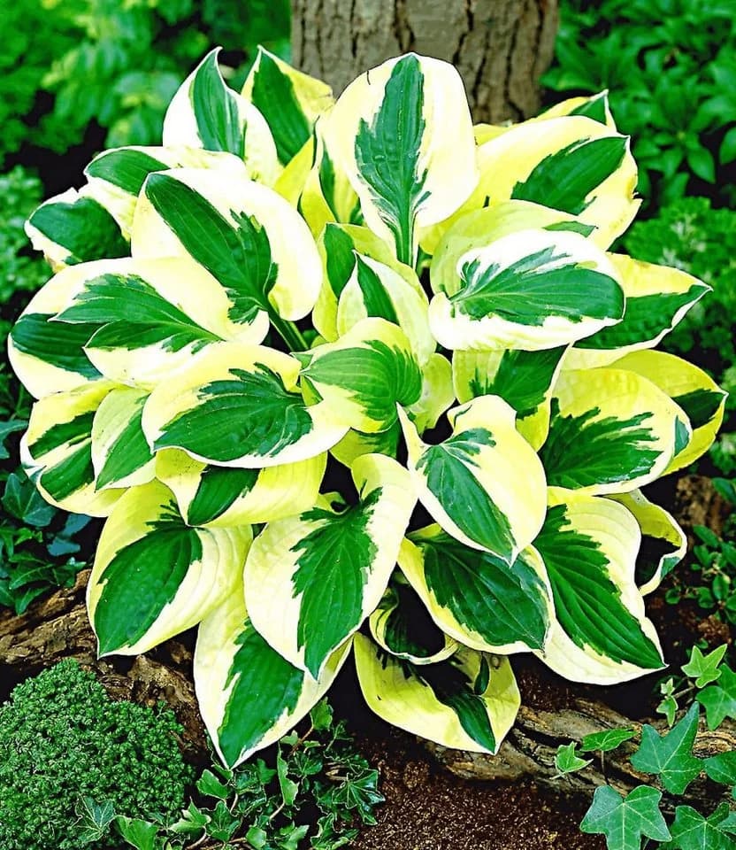 BALDUR Garten Riesen-Hosta 'Brim Cup' 2 St. Funkie Winterhart Mehrjährig