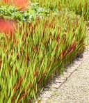 BALDUR Garten Ziergras Red Baron Japanisches Blutgras 3 St. Winterhart Bild 1