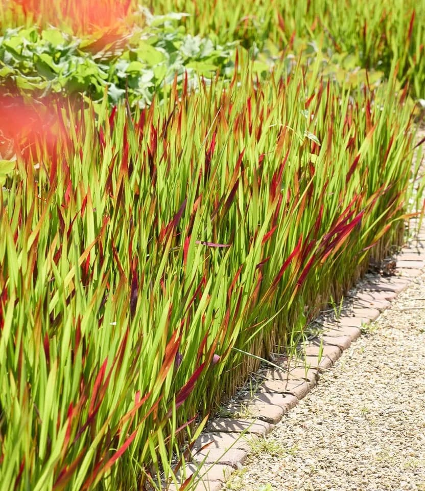 BALDUR Garten Ziergras Red Baron Japanisches Blutgras 3 St. Winterhart