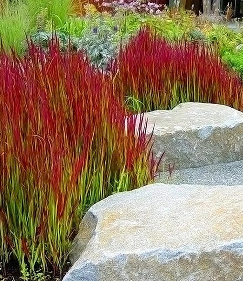 BALDUR Garten Ziergras Red Baron Japanisches Blutgras 3 St. Winterhart - Bild 2