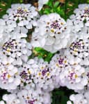 BALDUR Garten Bodendecker Iberis 'Masterpiece®' Schleifenblume Bild 1
