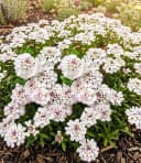 BALDUR Garten Bodendecker Iberis 'Masterpiece®' Schleifenblume Bild 3