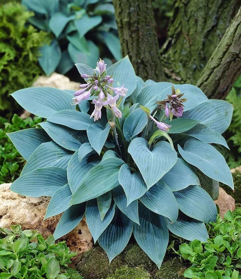 BALDUR Garten Staude Riesen-Hosta blau 'Halcyon' 2 St. Funkie winterhart mehrjährig pflegeleicht
