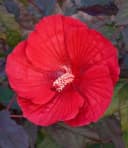 BALDUR Garten Winterharter Hibiskus Summerific® Midnight Marvel Bild 1