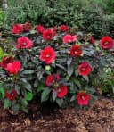 BALDUR Garten Winterharter Hibiskus Summerific® Midnight Marvel Bild 2