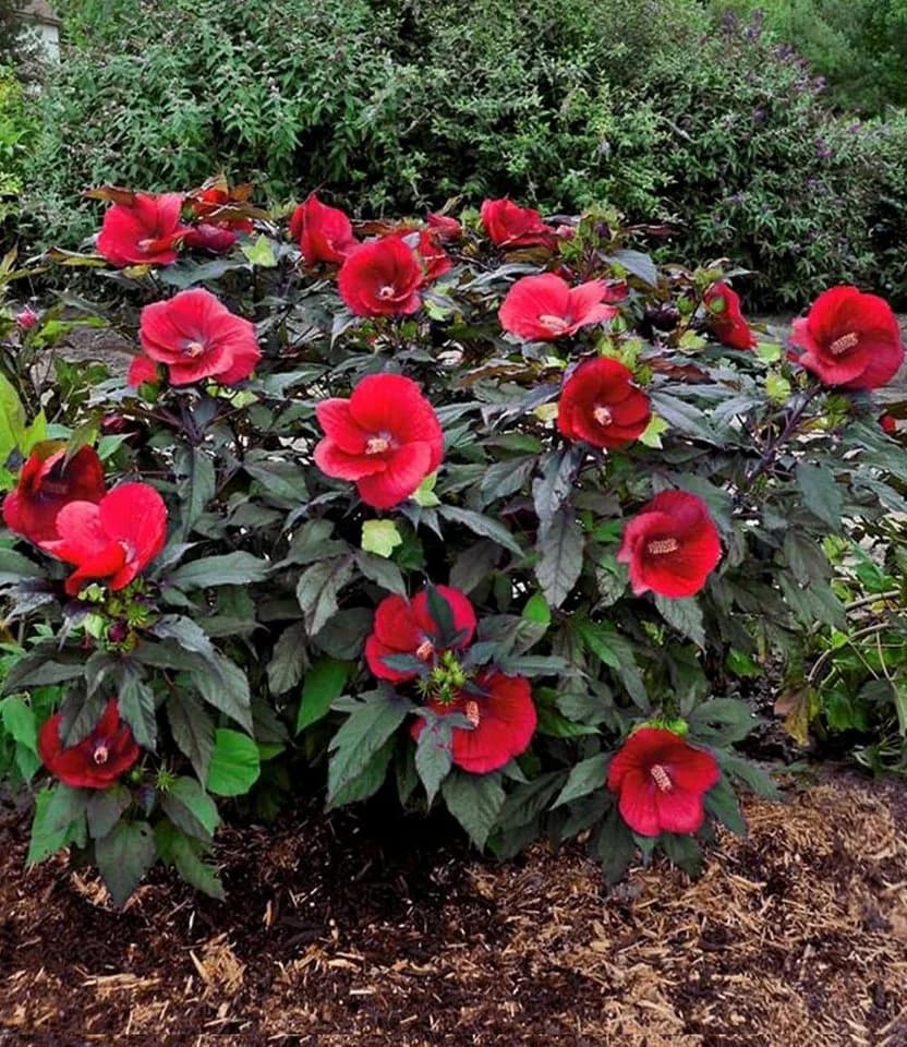 BALDUR Garten Winterharter Hibiskus Summerific® Midnight Marvel - Bild 2