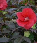 BALDUR Garten Winterharter Hibiskus Summerific® Midnight Marvel Bild 3