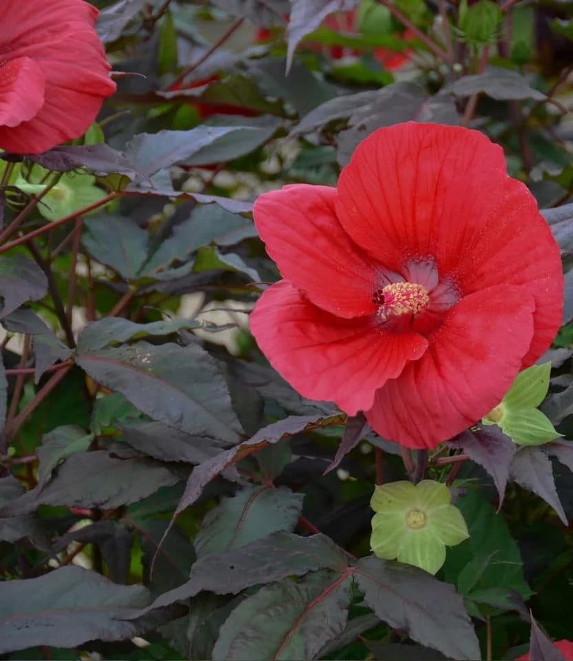 BALDUR Garten Winterharter Hibiskus Summerific® Midnight Marvel - Bild 3