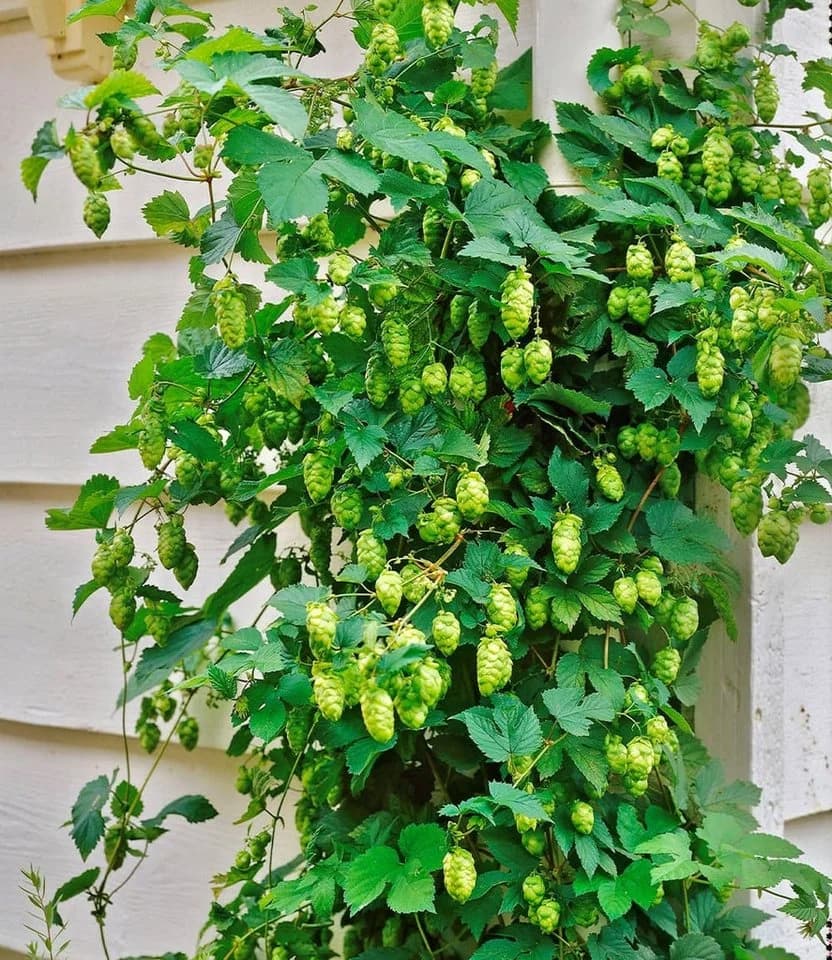 BALDUR Garten Kletterpflanze Hopfen 1,5L Topf hellgrün winterhart